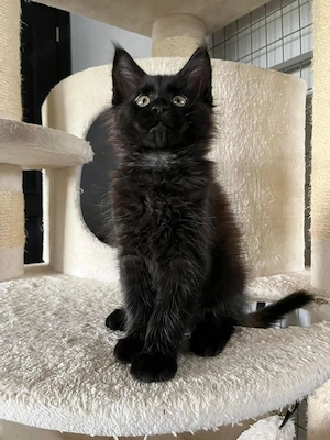 Maine coon