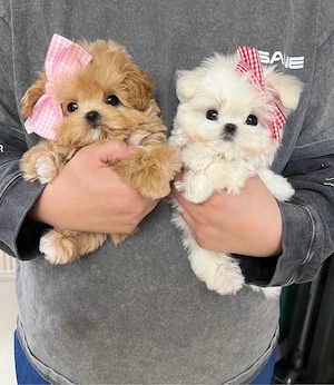 Maltipoo mini toy New york U.S.A 