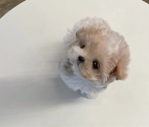 Maltipoo Mini Toy de Origine Americana 