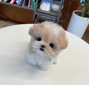 Maltipoo Mini Toy de Origine Americana  - imagine 3