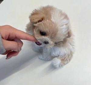 Maltipoo Mini Toy de Origine Americana  - imagine 2