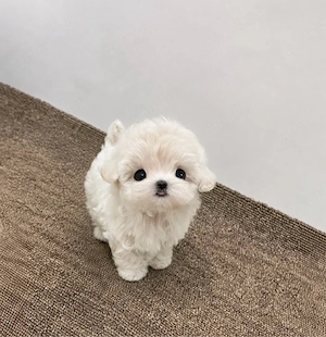 Bichon Maltez mini toy Origine Americana 