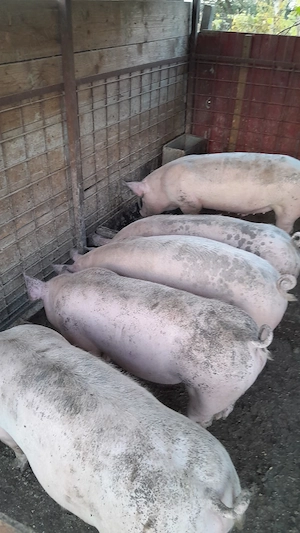 Șoldani 60 - 70 kg