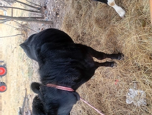  Vând vițea vârstă 5 luni 