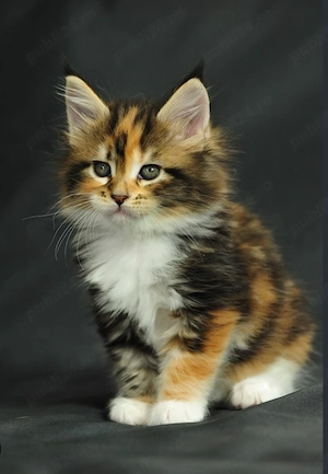 Vând pui maine coon calico