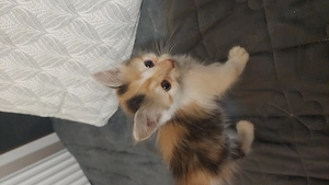 Vând pui maine coon calico - imagine 3