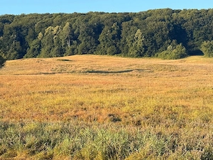 vând teren circa 20 hectare  - imagine 4