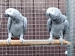Vand perechi de jako african grey