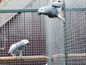 Vand perechi de jako african grey - imagine 2