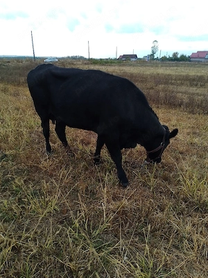 Vand Angus