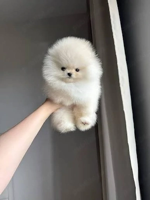 Pomeranian ursulet O732983866 - imagine 3