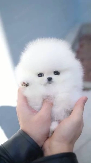 Pomeranian ursulet O732983866 - imagine 2