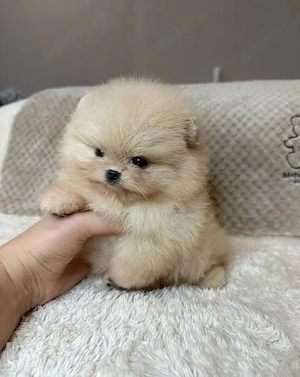 Pomeranian ursulet O732983866 - imagine 4