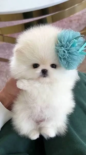 Pomeranian ursulet 