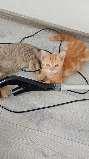 Red Boy(BSH d)