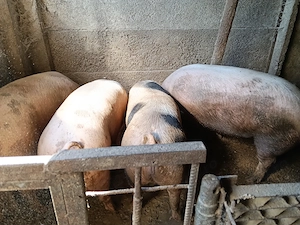 Porci de vânzare de la 150 la 300 kg  - imagine 4