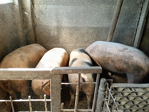 Porci de vânzare de la 150 la 300 kg  - imagine 3
