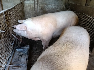 Porci de vânzare de la 150 la 300 kg  - imagine 2