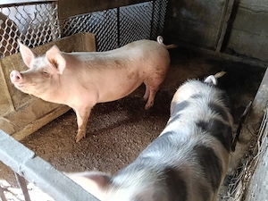 Porci de vânzare de la 150 la 300 kg  - imagine 5