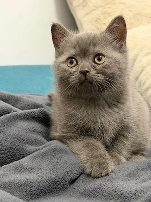 British Shorthair Blue 2 luni - imagine 4