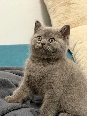 British Shorthair Blue 2 luni - imagine 3