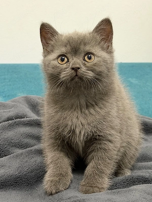 British Shorthair Blue 2 luni - imagine 5