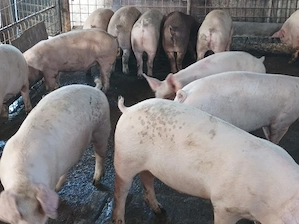 Porci de vanzare 90-100 kg - imagine 4