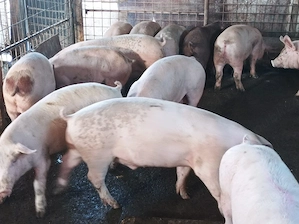 Porci de vanzare 90-100 kg - imagine 5