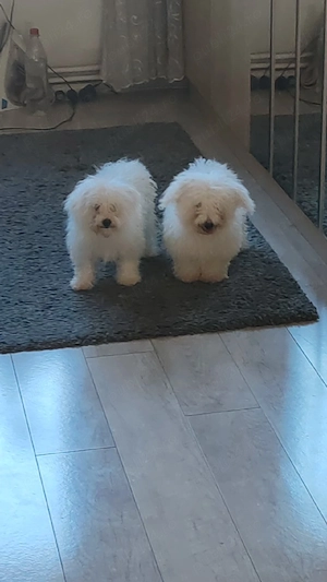 bichon frise fetiță  - imagine 2