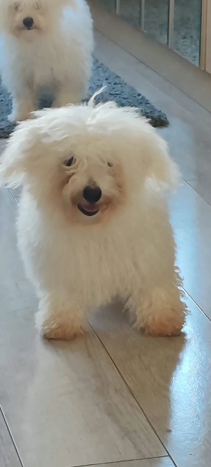 bichon frise fetiță  - imagine 4