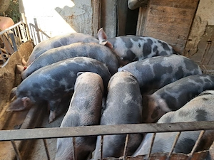 porci petrean de vânzare 