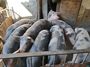 porci petrean de vânzare  - imagine 3