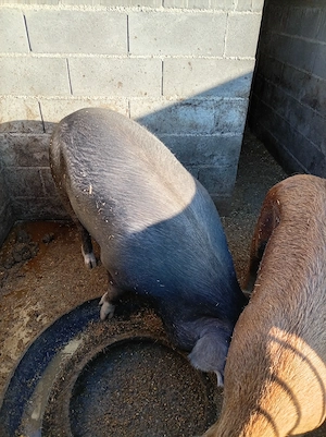 Porc de aprocsimativ 200kg - imagine 3