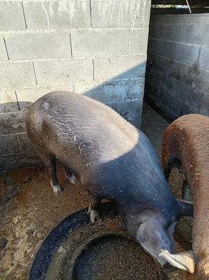 Porc de aprocsimativ 200kg - imagine 5