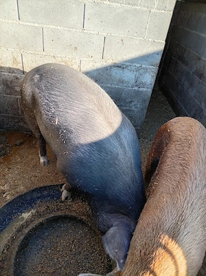 Porc de aprocsimativ 200kg - imagine 4