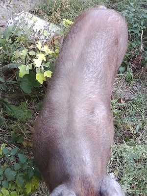 Porc de vânzare 