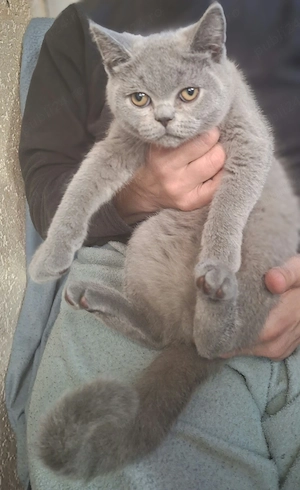 British Shorthair Blue