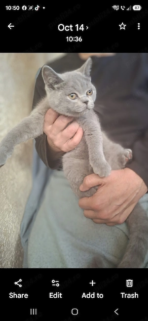 British Shorthair Blue - imagine 2