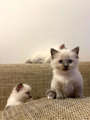 ragdoll fetita si baietel - imagine 3