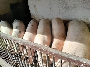 Porci carne