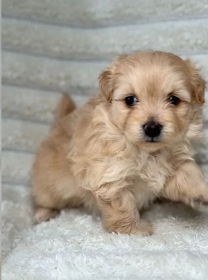 Bichon apricot baiat 