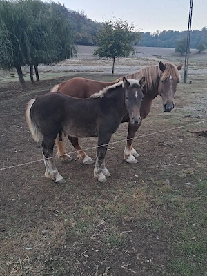 mânz de vinzare din cai foarte buni 