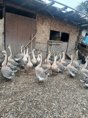 Disponibili Gascani Chinezești și Africani! - imagine 5