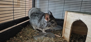 Chinchila pui 5 luni