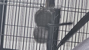 Veverite degu caută casă  - imagine 2