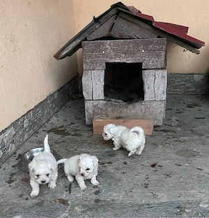 Bichon maltez, superbi - imagine 5