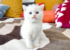 British Shorthair 