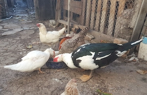 Vând familie rațe leșești
