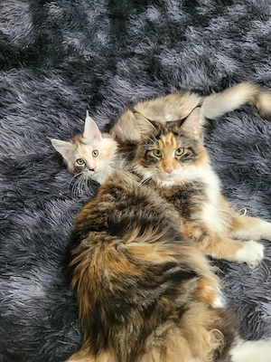 Pisica Maine Coon - imagine 4