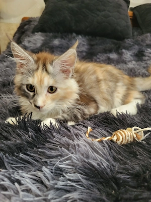 Pisica Maine Coon